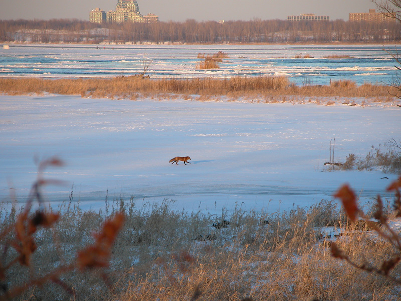 Renard 1