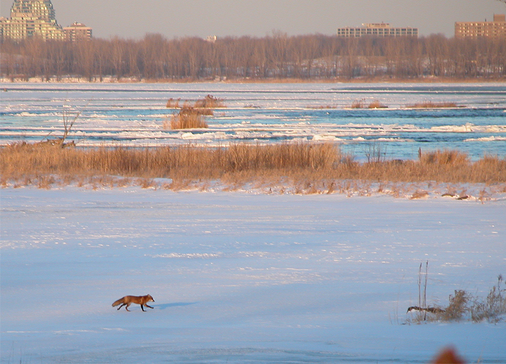 Renard 2