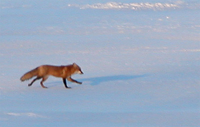 Renard 4