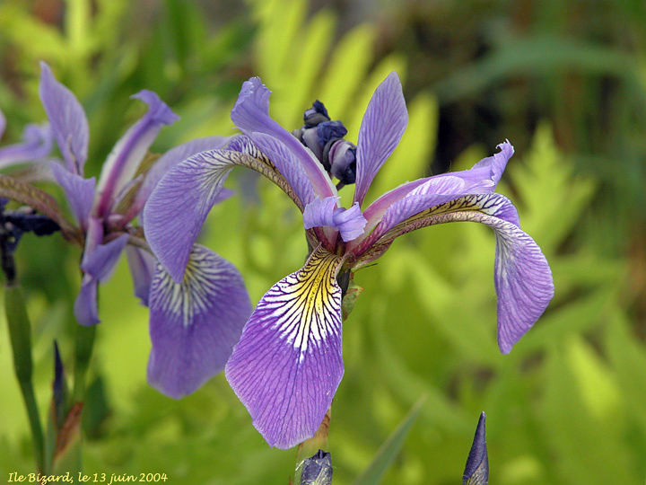 Iris Versicolor- gros plan