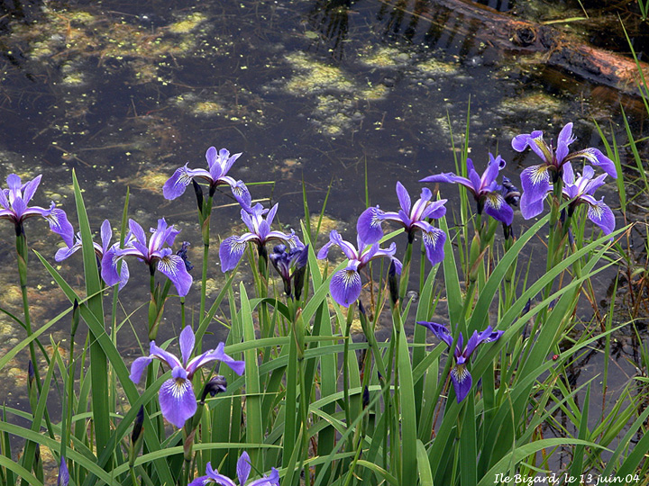 Iris Versicolor